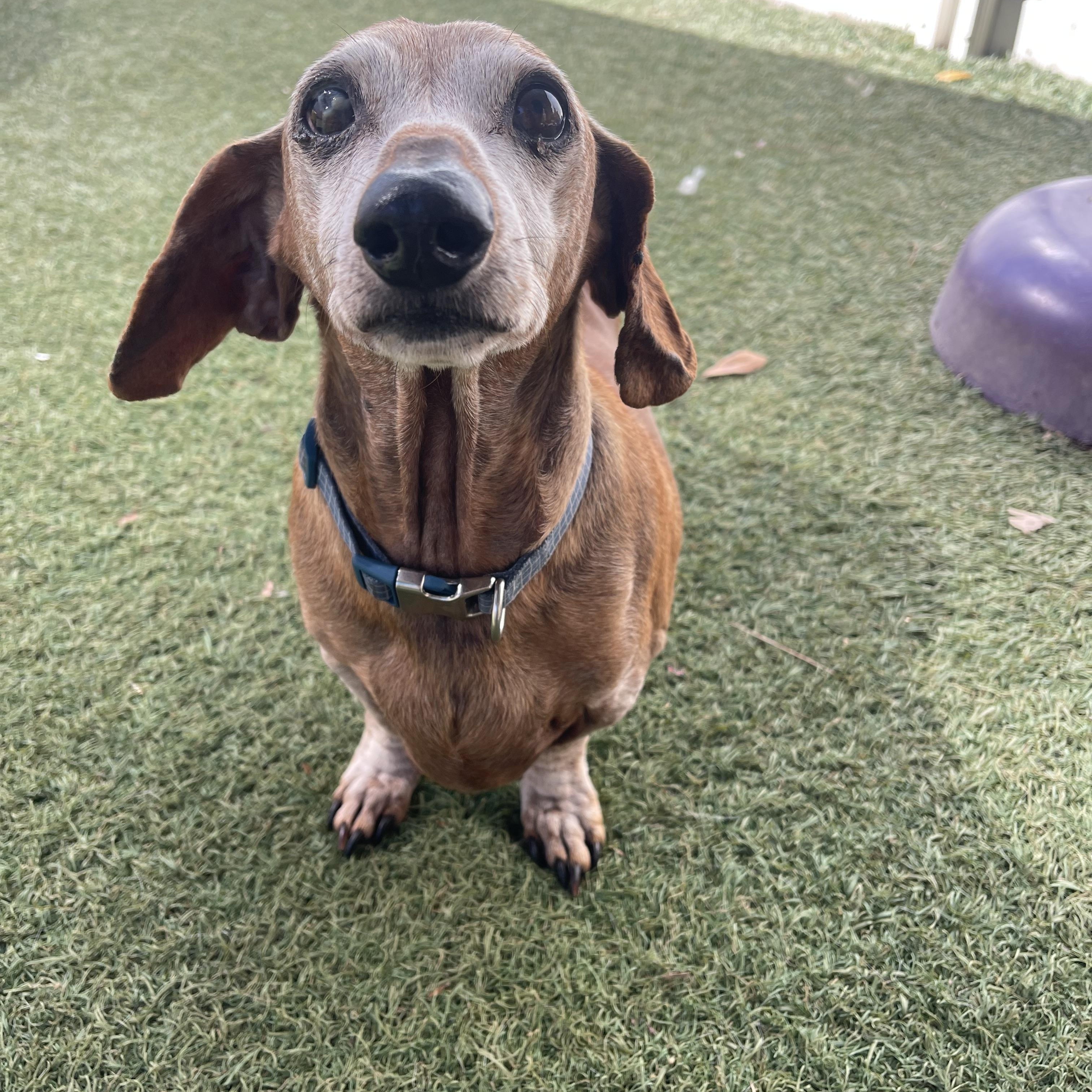 Franklin, a ADOPTABLE Miniature Dachshund in Baton Rouge, LA image 4/4