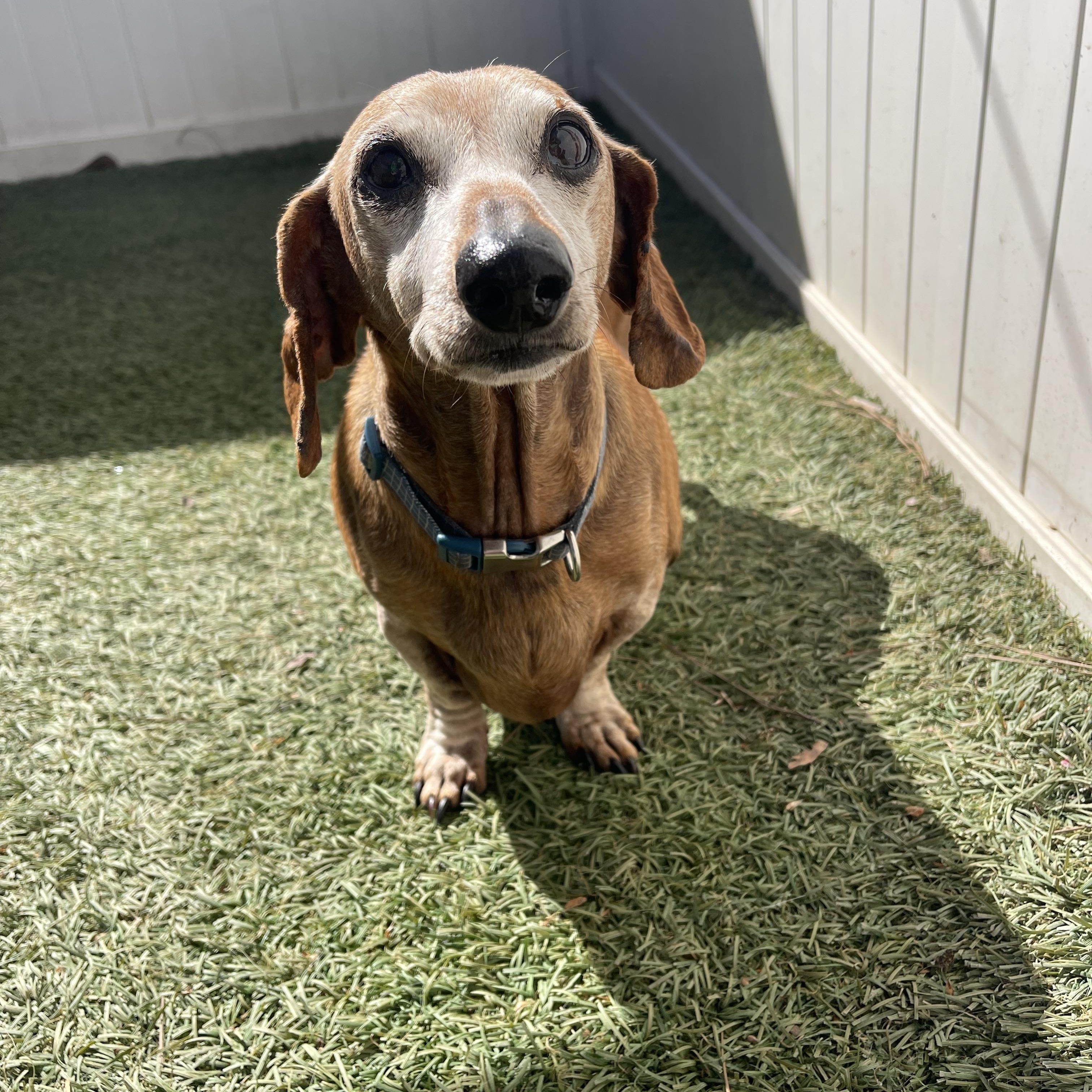 Franklin, a ADOPTABLE Miniature Dachshund in Baton Rouge, LA image 1/4