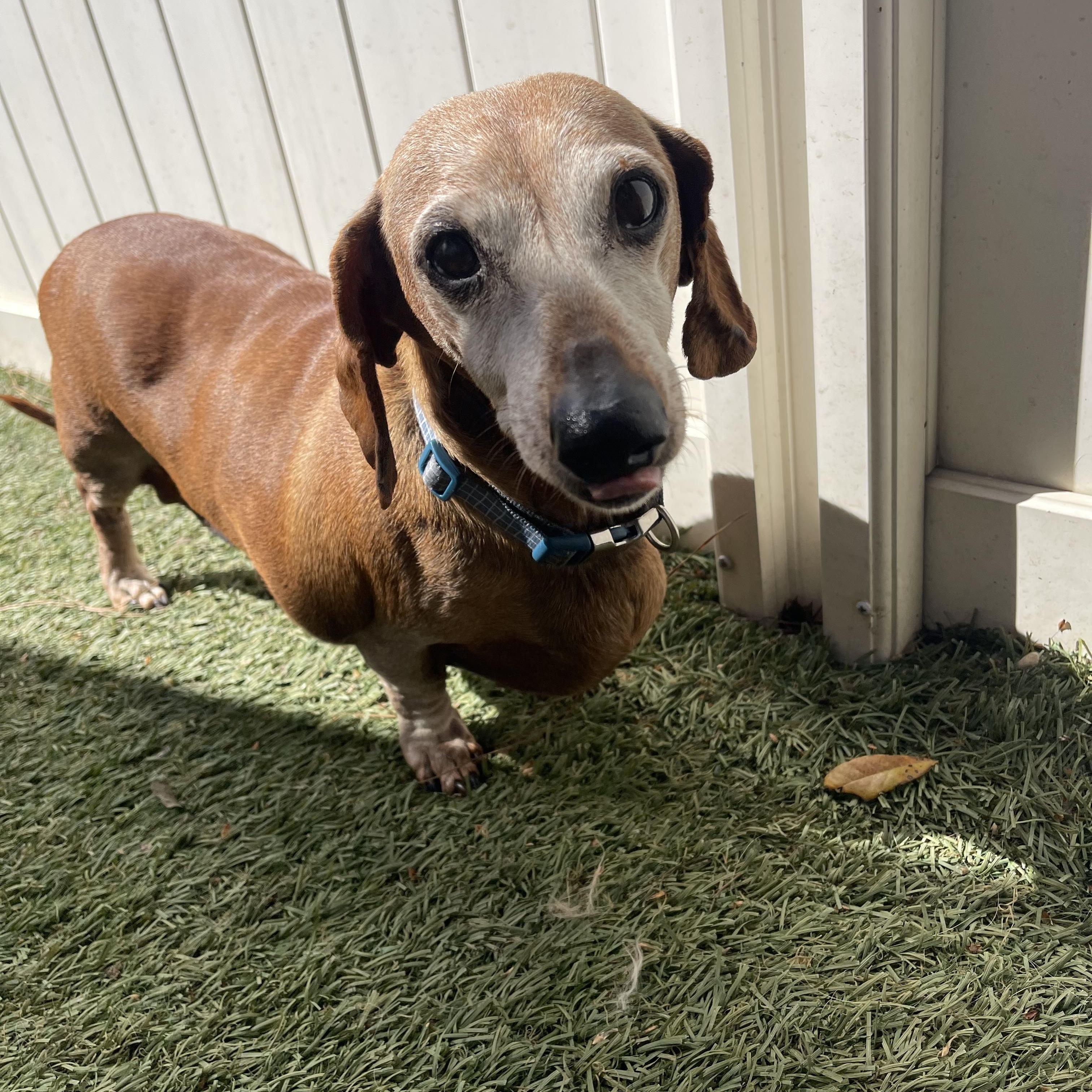 Franklin, a ADOPTABLE Miniature Dachshund in Baton Rouge, LA image 2/4