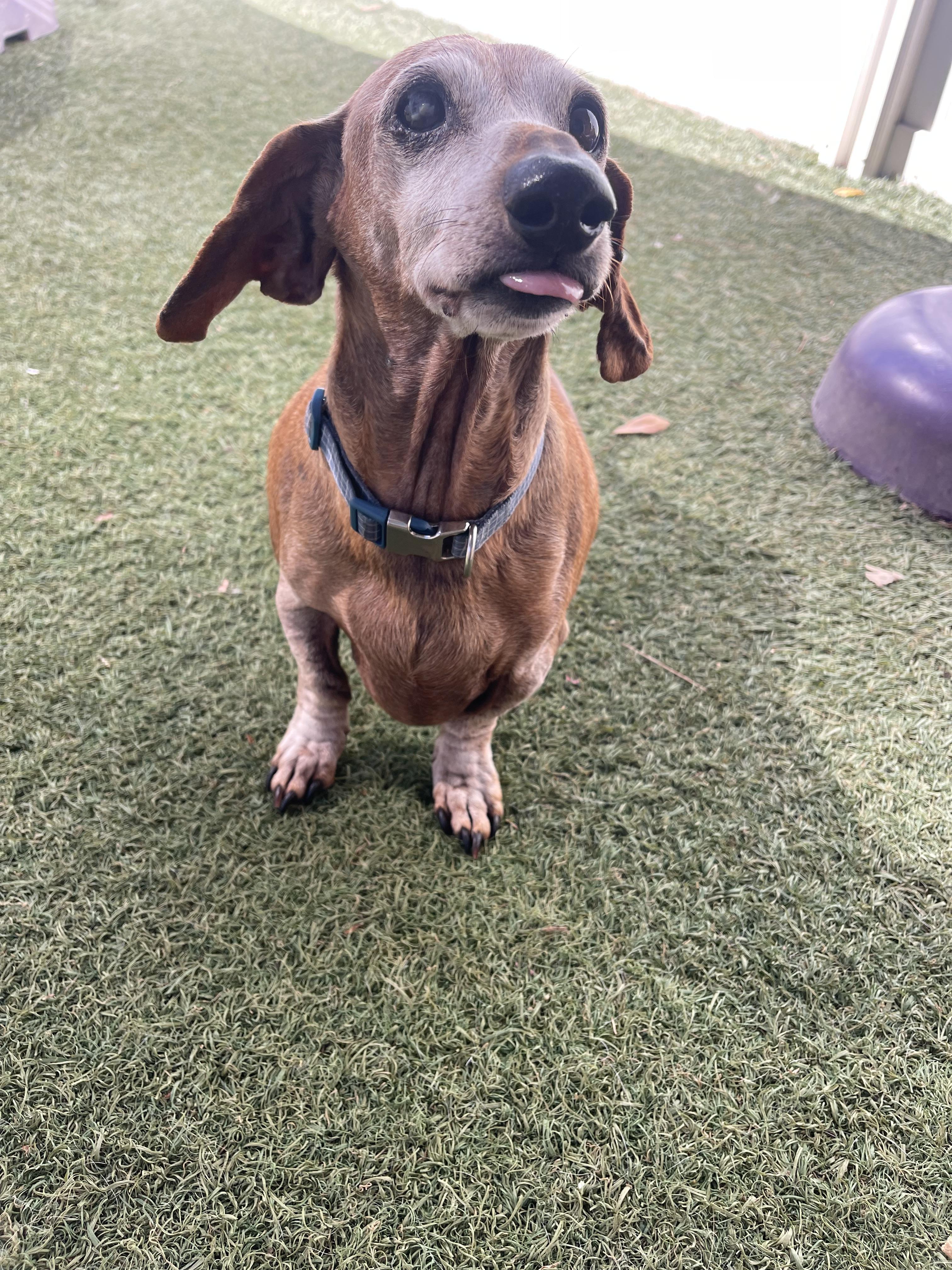 Franklin, a ADOPTABLE Miniature Dachshund in Baton Rouge, LA image 3/4