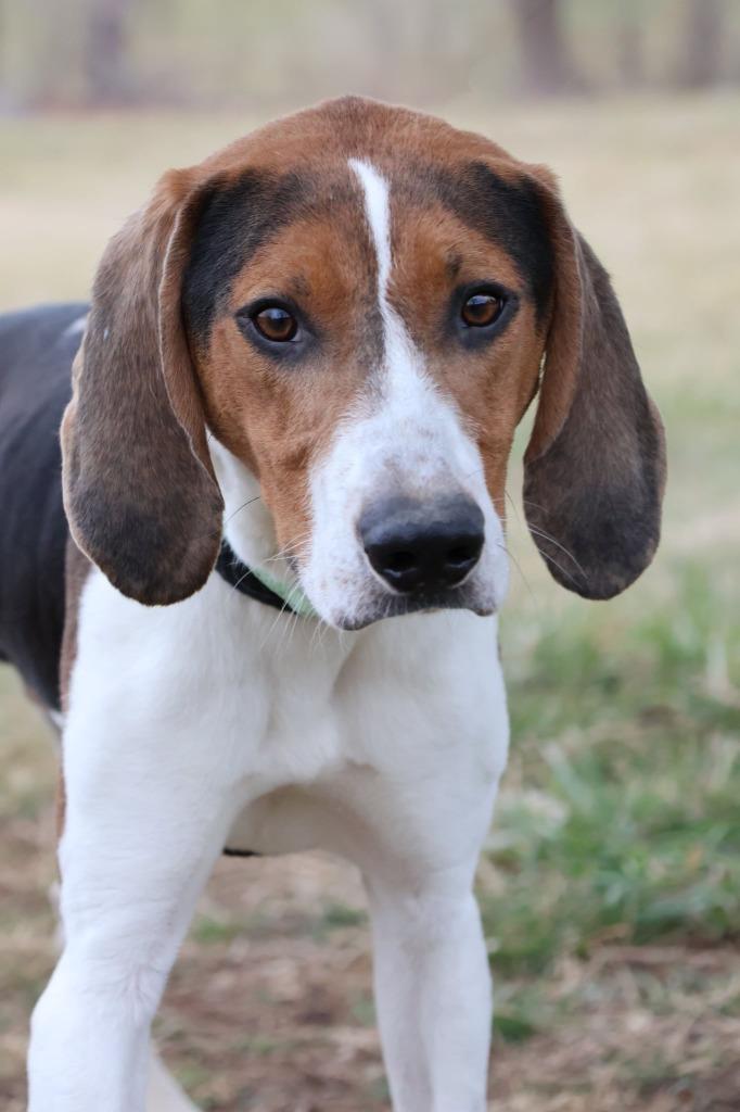 Maynard, Adoptable, Young Male Mixed Breed.