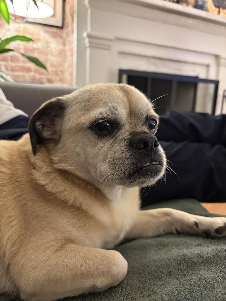 Jacob, Adoptable, Adult Male Pug & Beagle.