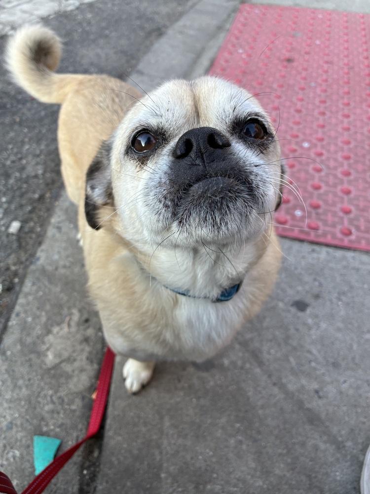 Enlarge Jacob, a Adoptable mixed breed in Manhattan, NY image 2/6