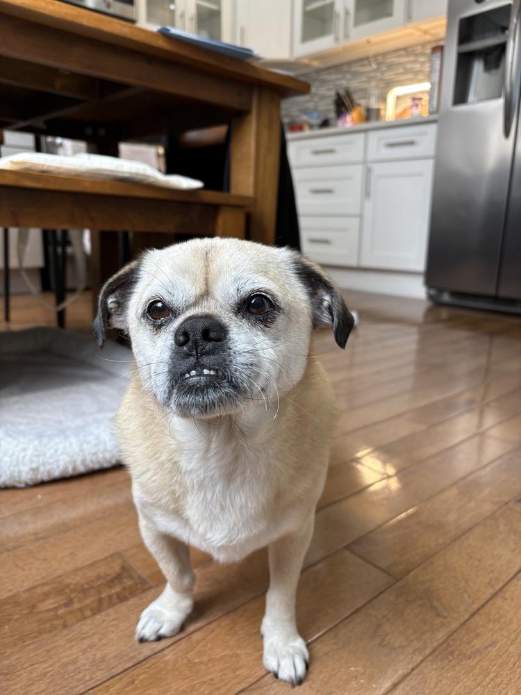 Enlarge Jacob, a Adoptable mixed breed in Manhattan, NY image 4/6