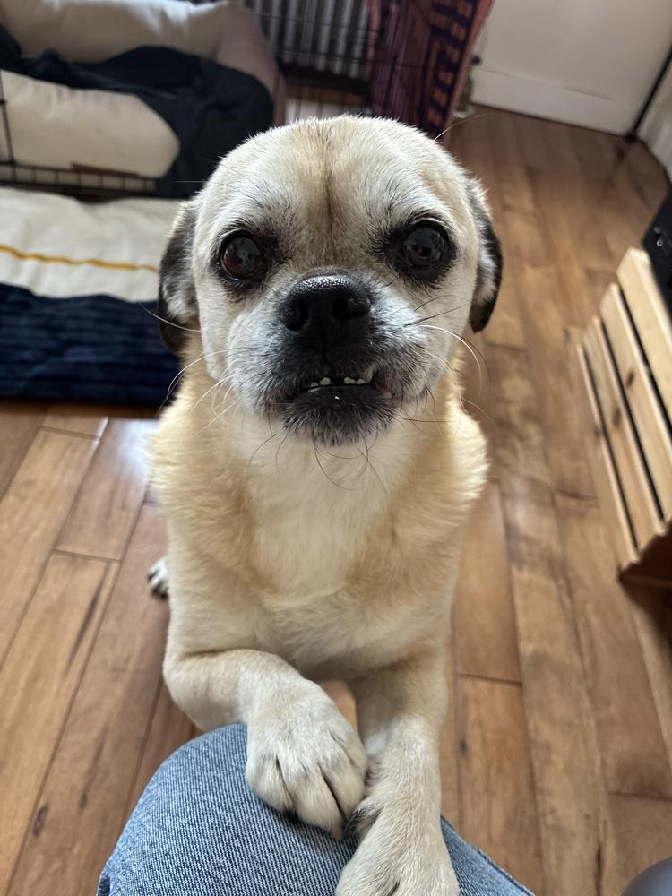 Enlarge Jacob, a Adoptable mixed breed in Manhattan, NY image 5/6