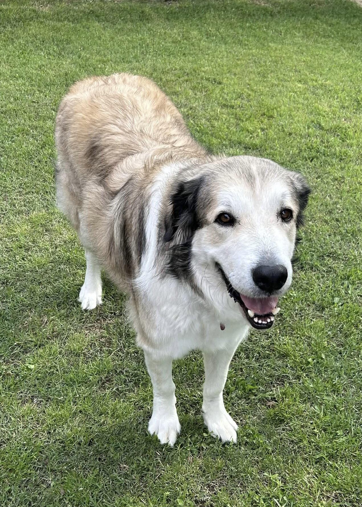 Nugget, Adoptable, Adult Male Great Pyrenees.