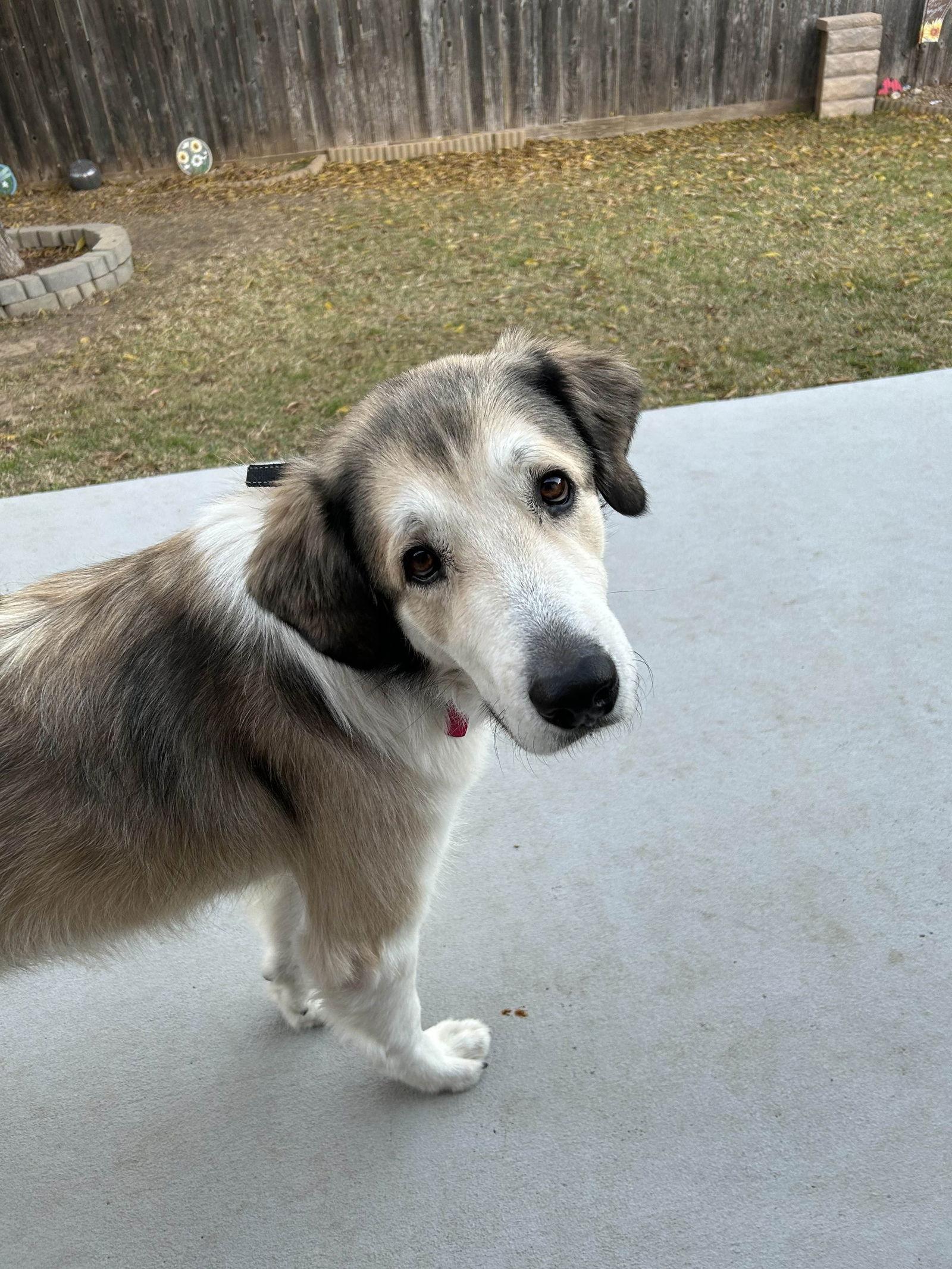 Nugget, Adoptable, Adult Male Great Pyrenees.