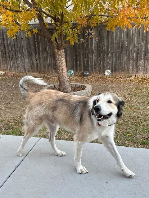 Enlarge Nugget, a Adoptable Great Pyrenees in Fort Worth, TX image 2/3