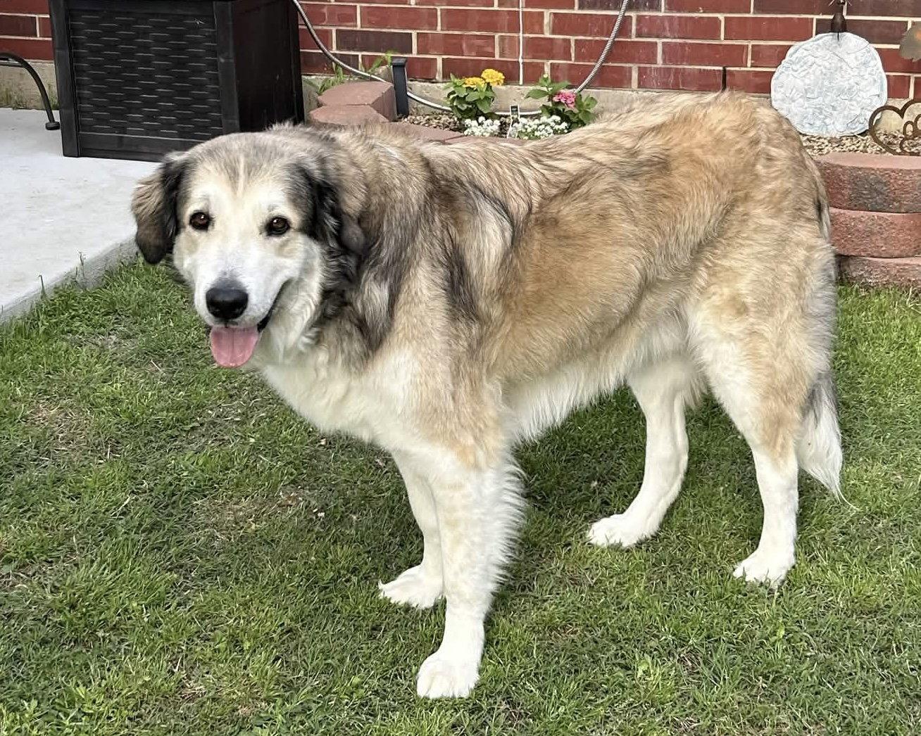 Enlarge Nugget, a Adoptable Great Pyrenees in Fort Worth, TX image 2/3