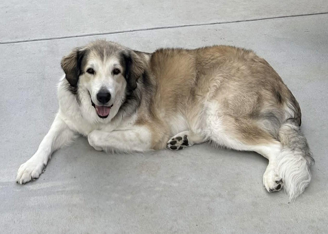 Enlarge Nugget, a Adoptable Great Pyrenees in Fort Worth, TX image 3/3