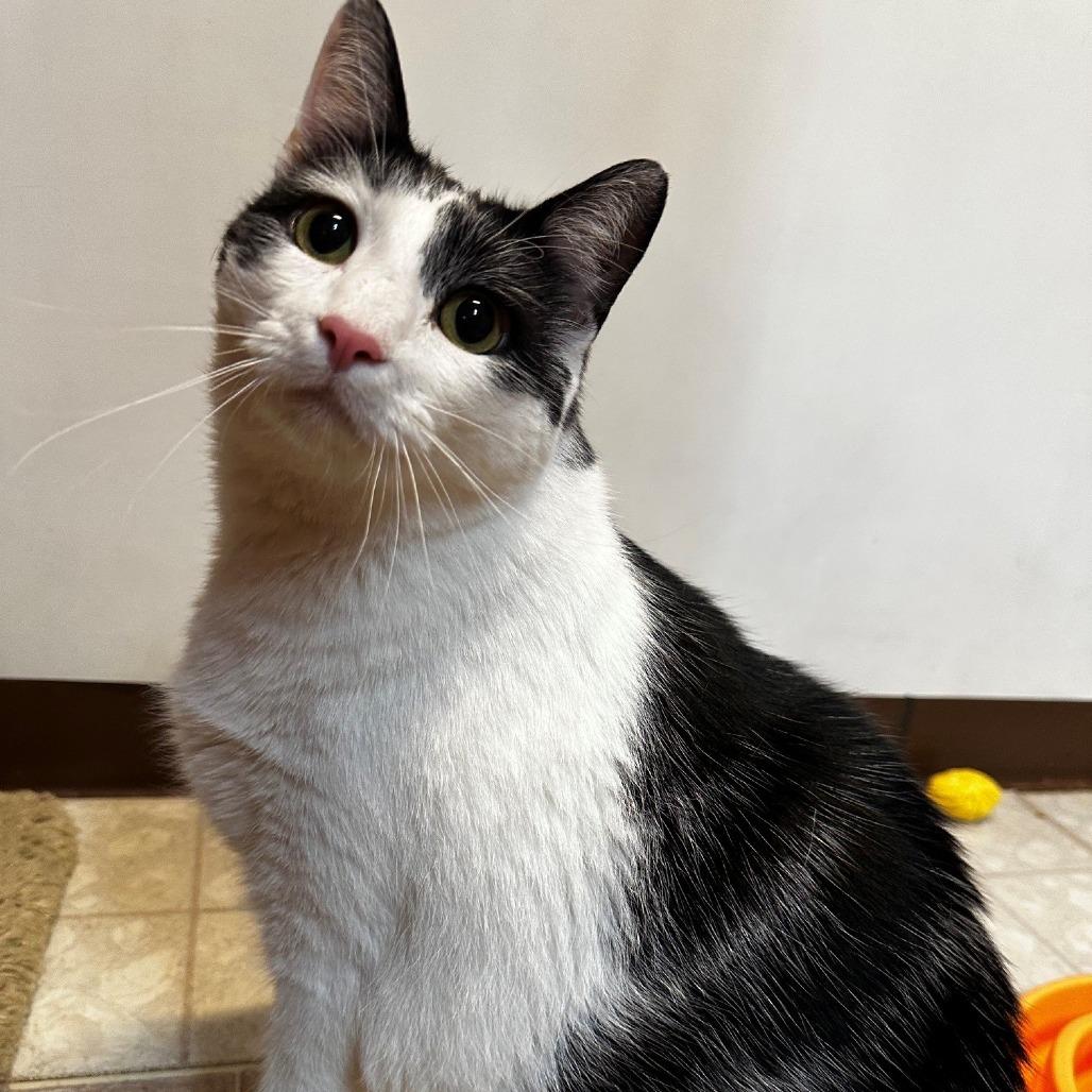 Enlarge Patches, a Adoptable Domestic Short Hair in Monticello, IL image 1/1