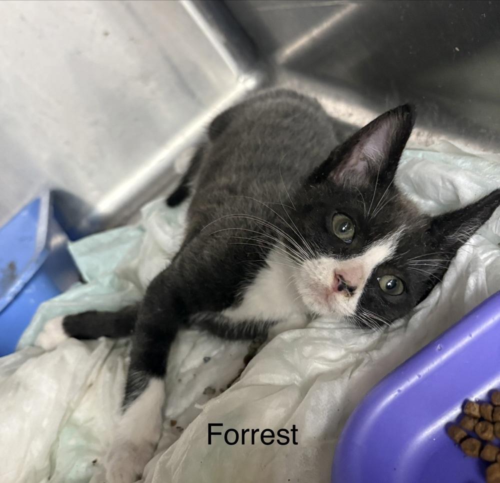 Forrest, Adoptable, Kitten Male Domestic Short Hair.