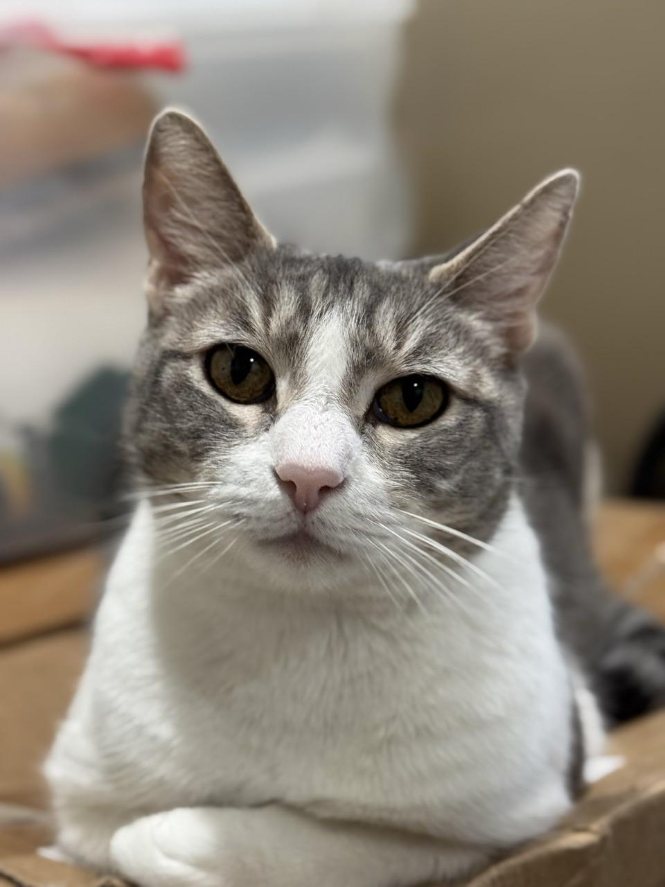 Angel, Young Female American Shorthair
