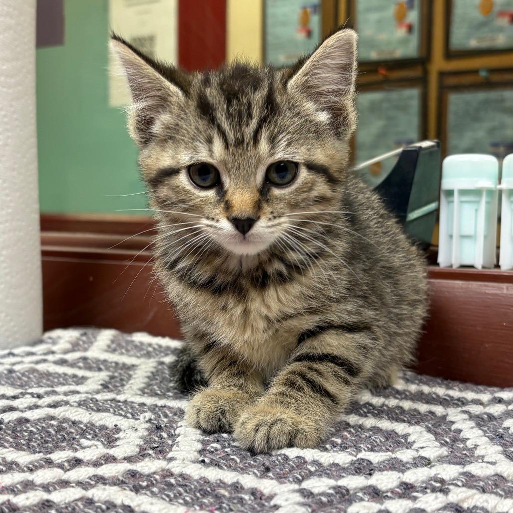 Enlarge Sentret, a Adoptable Domestic Short Hair in Shinnston, WV image 1/1