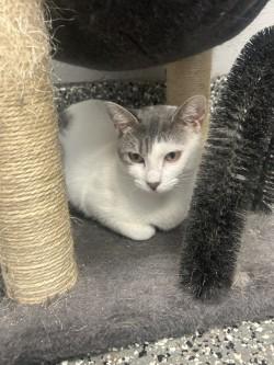 Willow, a ADOPTABLE mixed breed in Siloam Springs, AR image 3/3