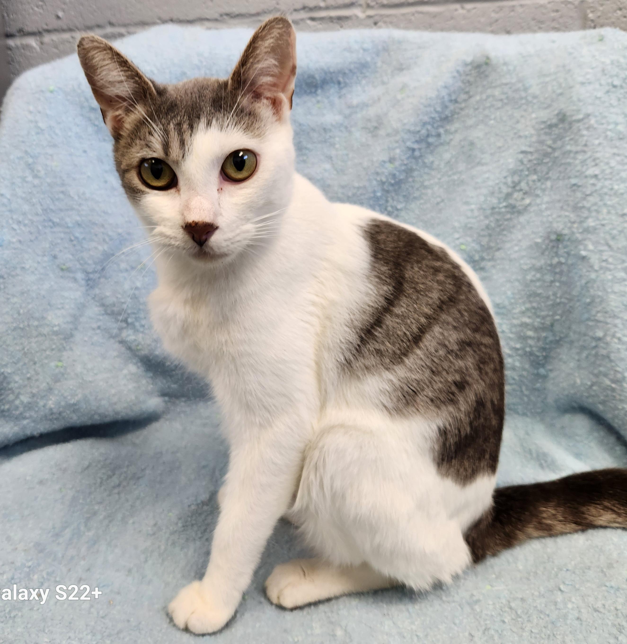 Enlarge Willow, a ADOPTABLE mixed breed in Siloam Springs, AR image 1/2