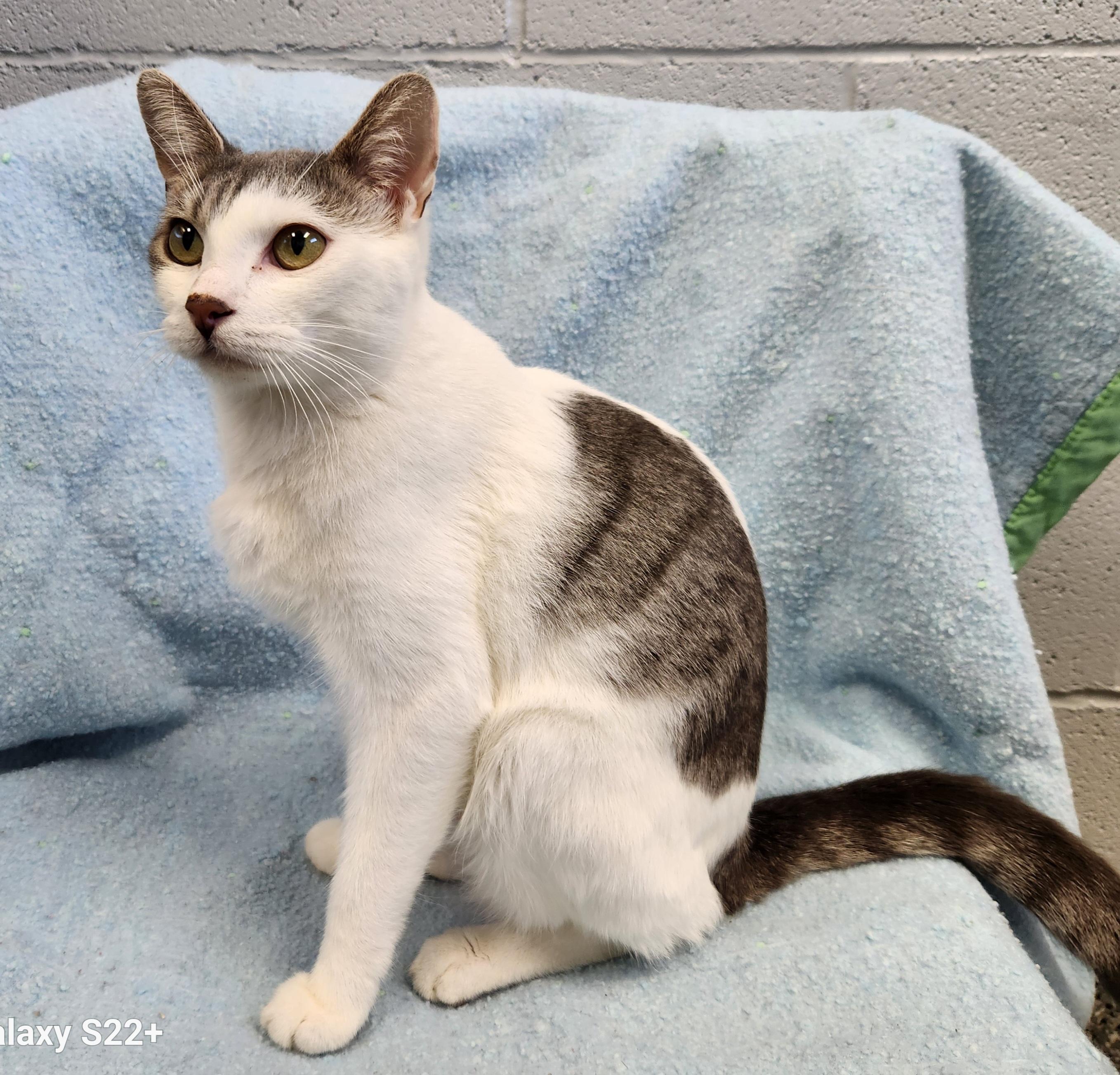 Enlarge Willow, a ADOPTABLE mixed breed in Siloam Springs, AR image 2/2