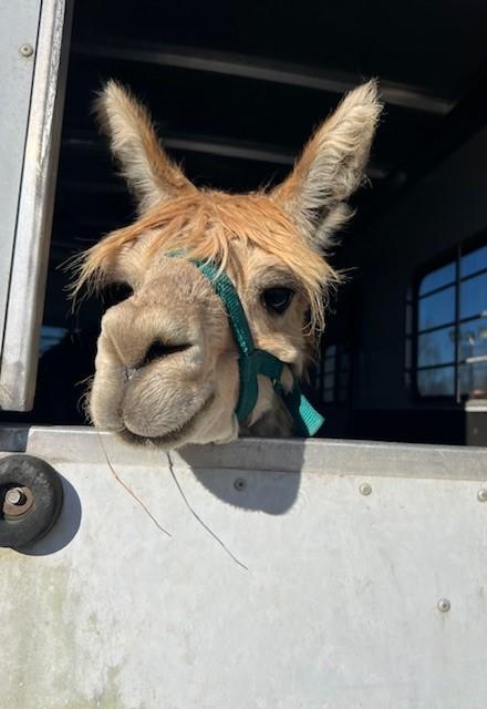 Cody & Paco, an adopted Alpaca in Nashville, TN image 5/6