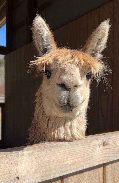 Cody & Paco, adopted, Adult Male Alpaca.