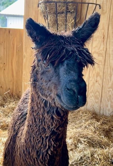 Cody & Paco, an adopted Alpaca in Nashville, TN image 2/6