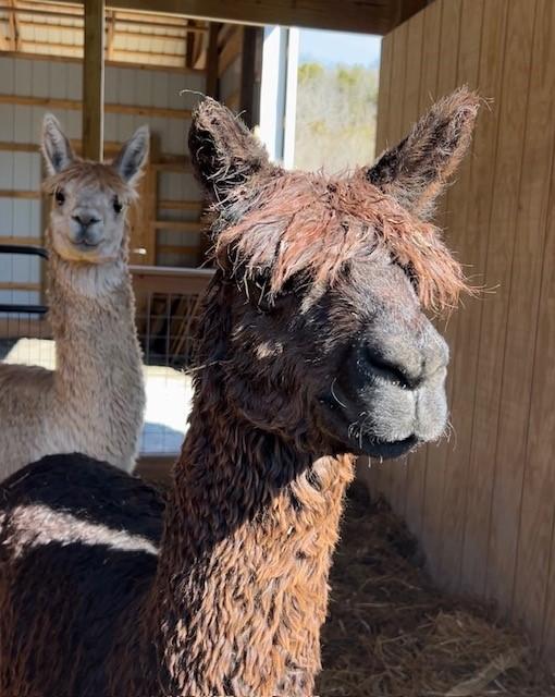Cody & Paco, an adopted Alpaca in Nashville, TN image 4/6