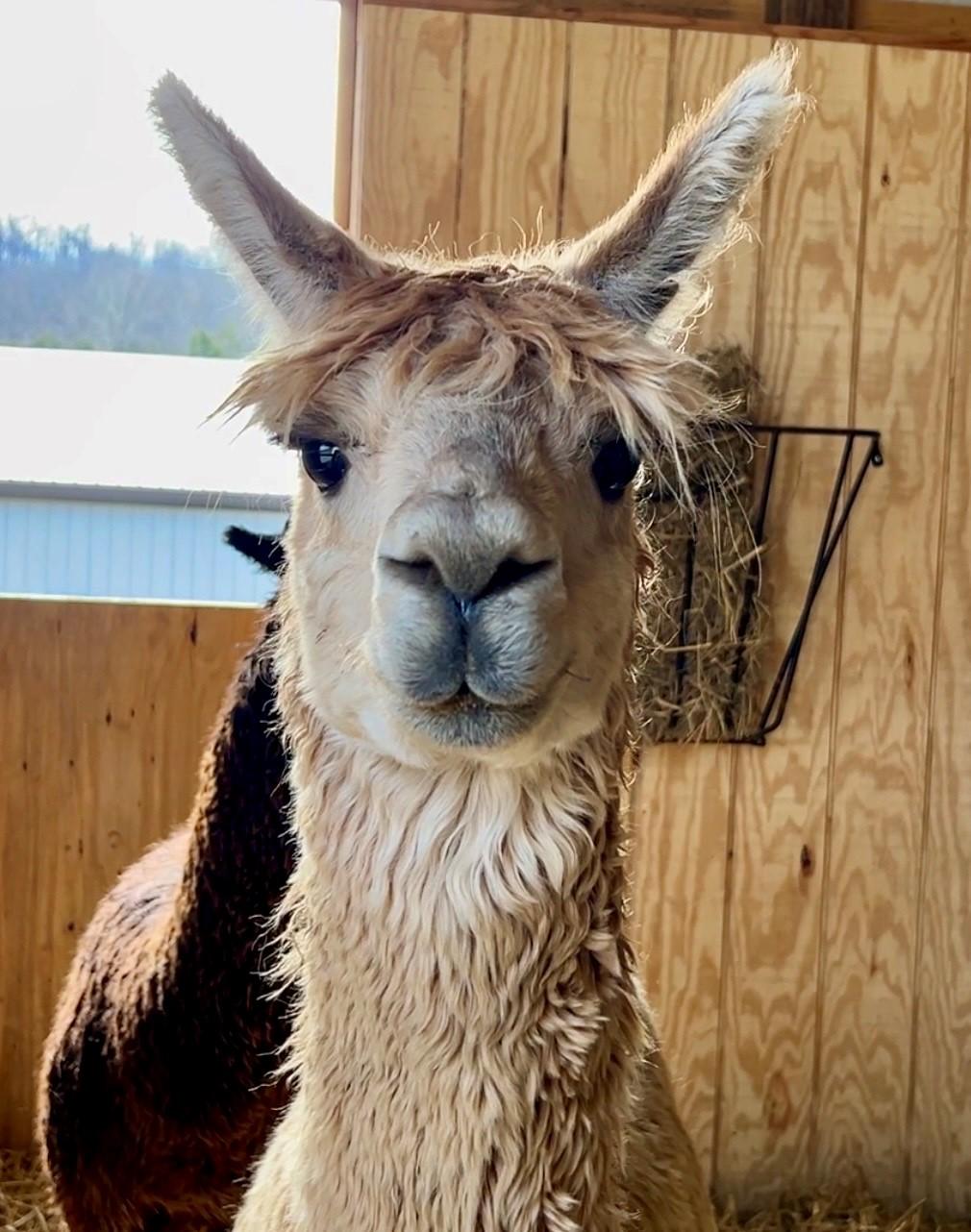 Cody & Paco, an adopted Alpaca in Nashville, TN image 3/6
