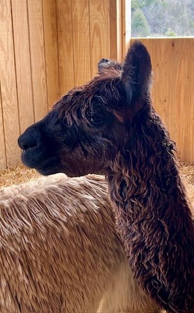 Cody & Paco, an adopted Alpaca in Nashville, TN image 6/6