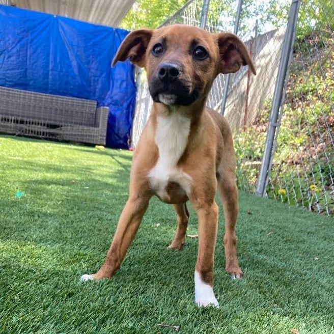 Enlarge Cupcake, a Adoptable mixed breed in Sunrise Beach, MO image 1/2