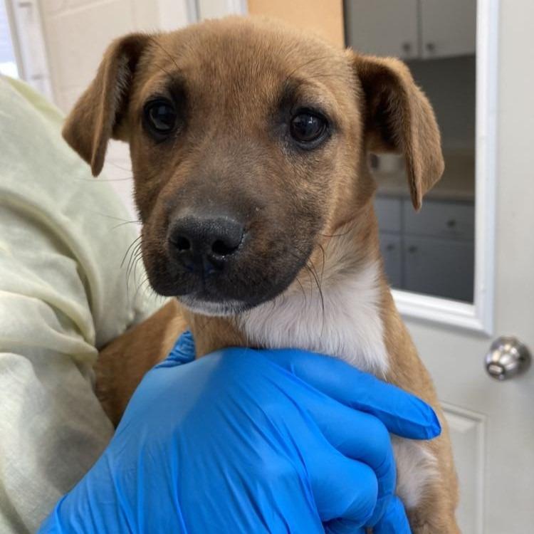 Enlarge Cupcake, a Adoptable mixed breed in Sunrise Beach, MO image 2/2