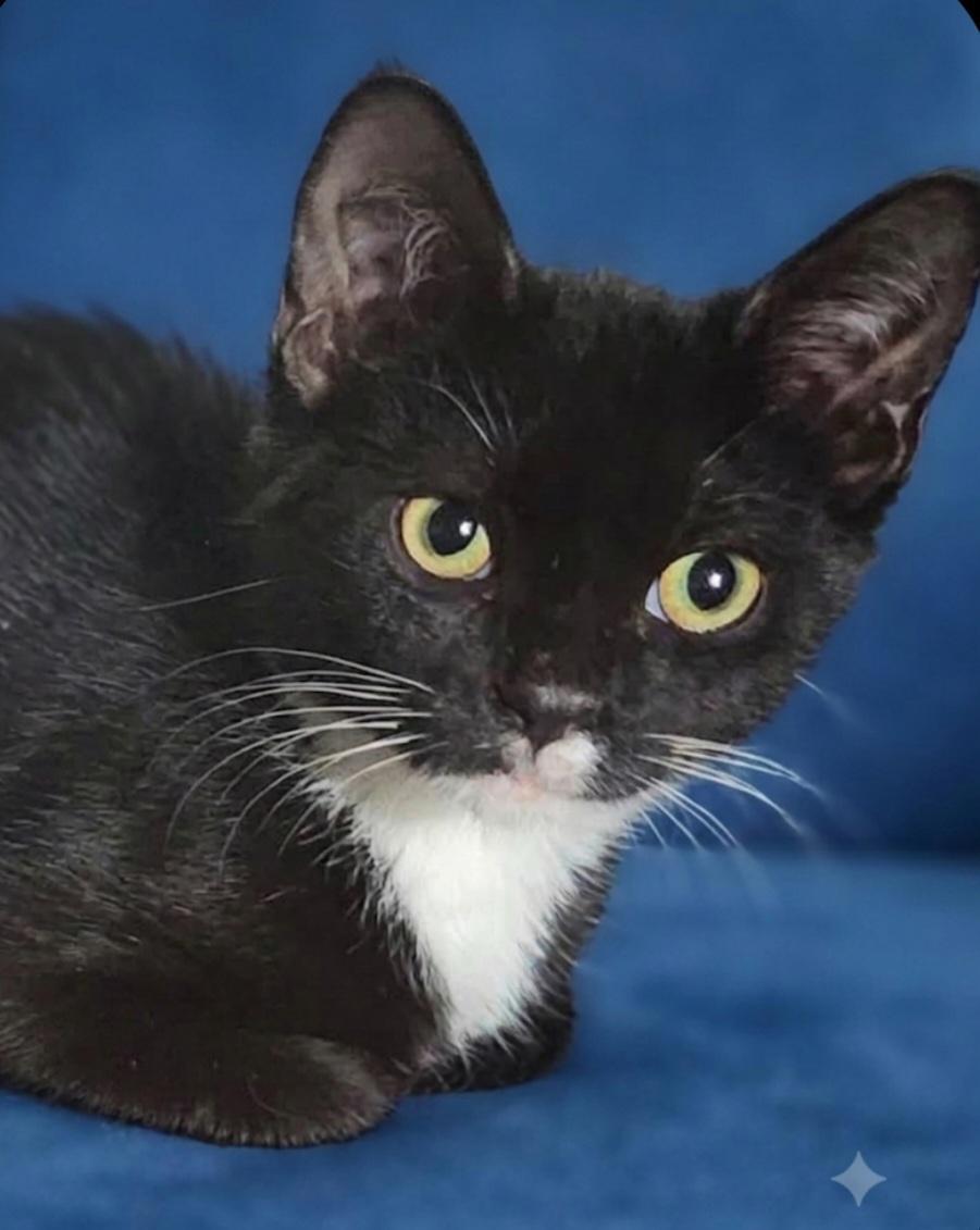 Enlarge Dunkin, a ADOPTABLE Domestic Short Hair in Sayreville, NJ image 2/4