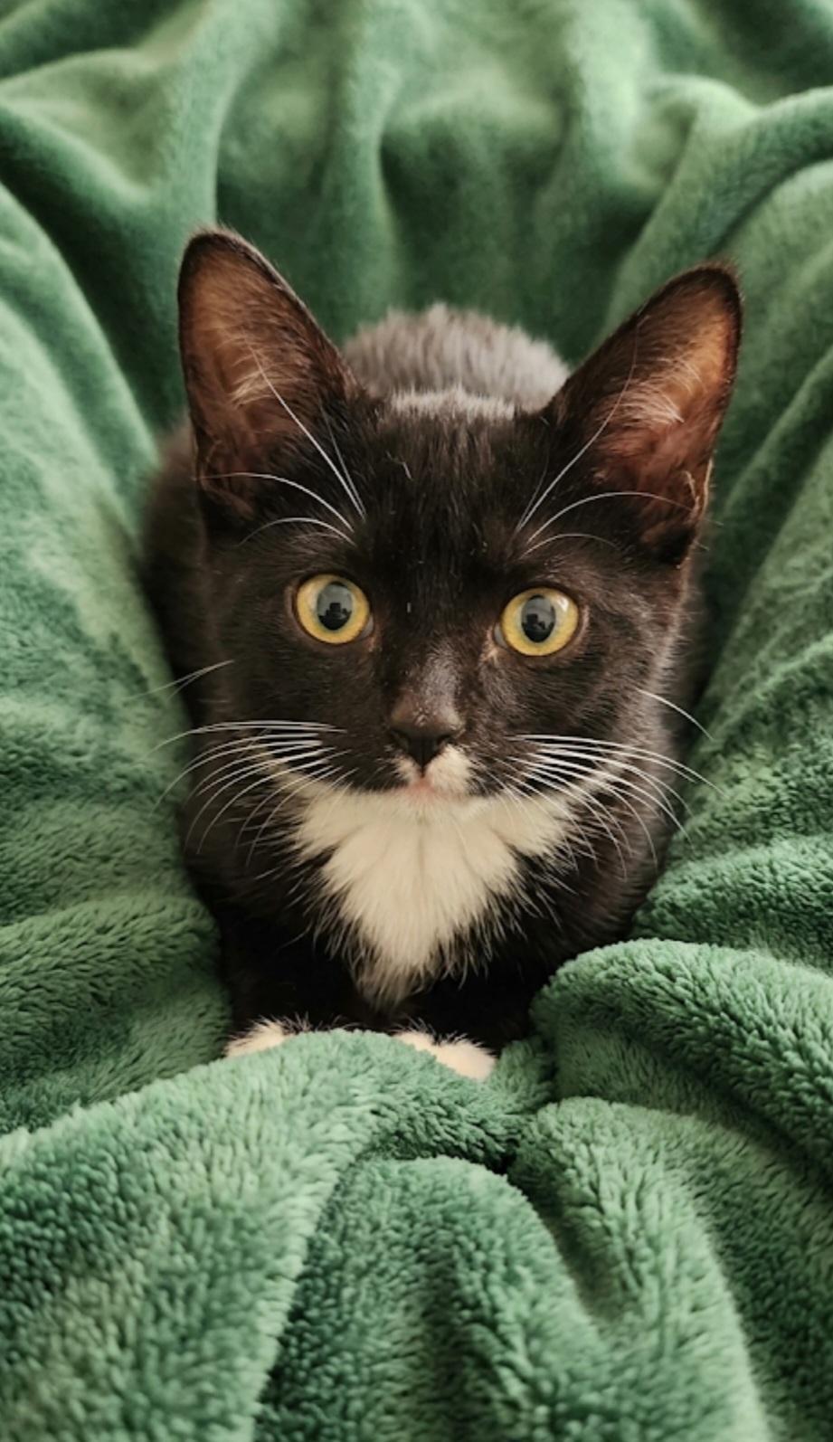 Enlarge Dunkin, a ADOPTABLE Domestic Short Hair in Sayreville, NJ image 3/4
