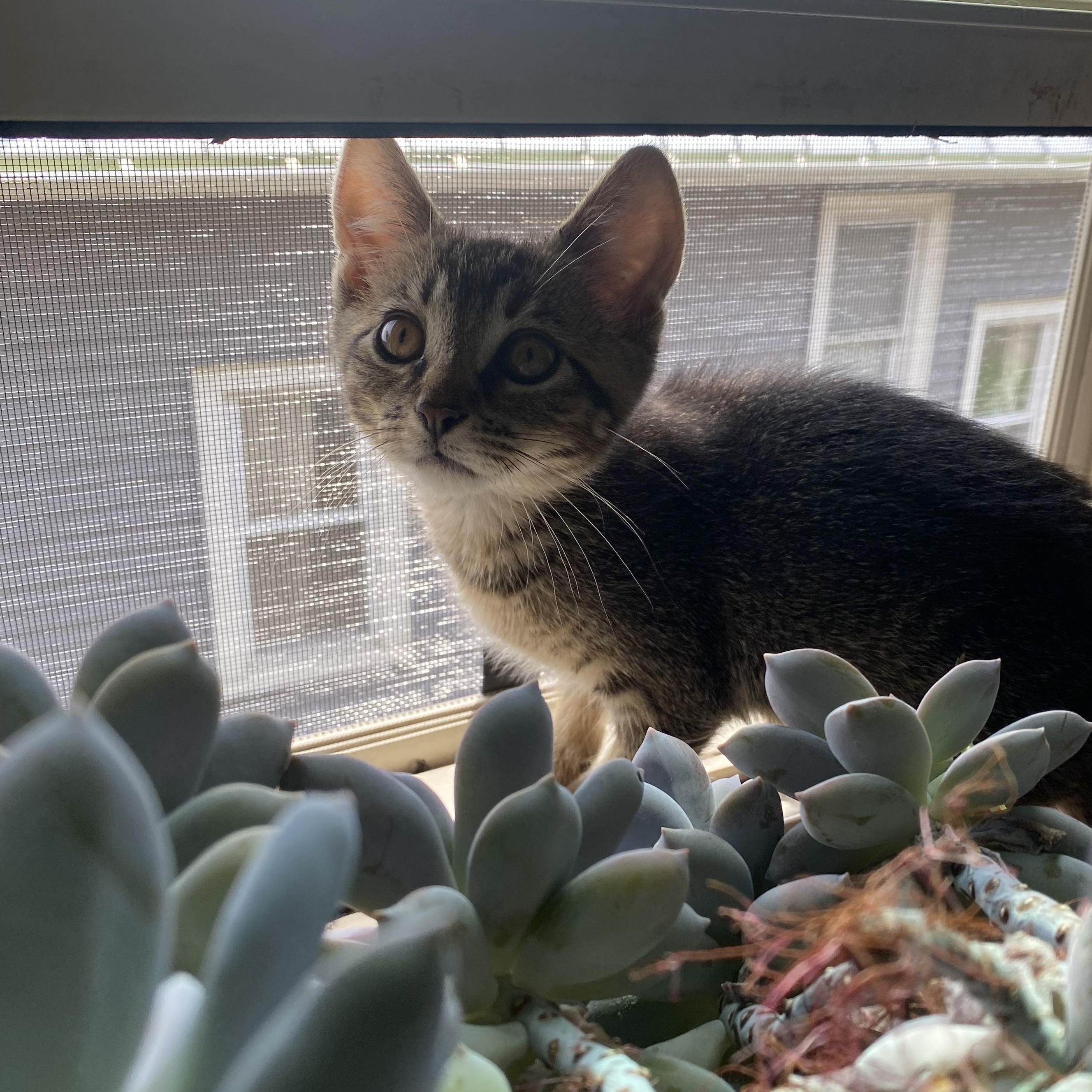 Runt