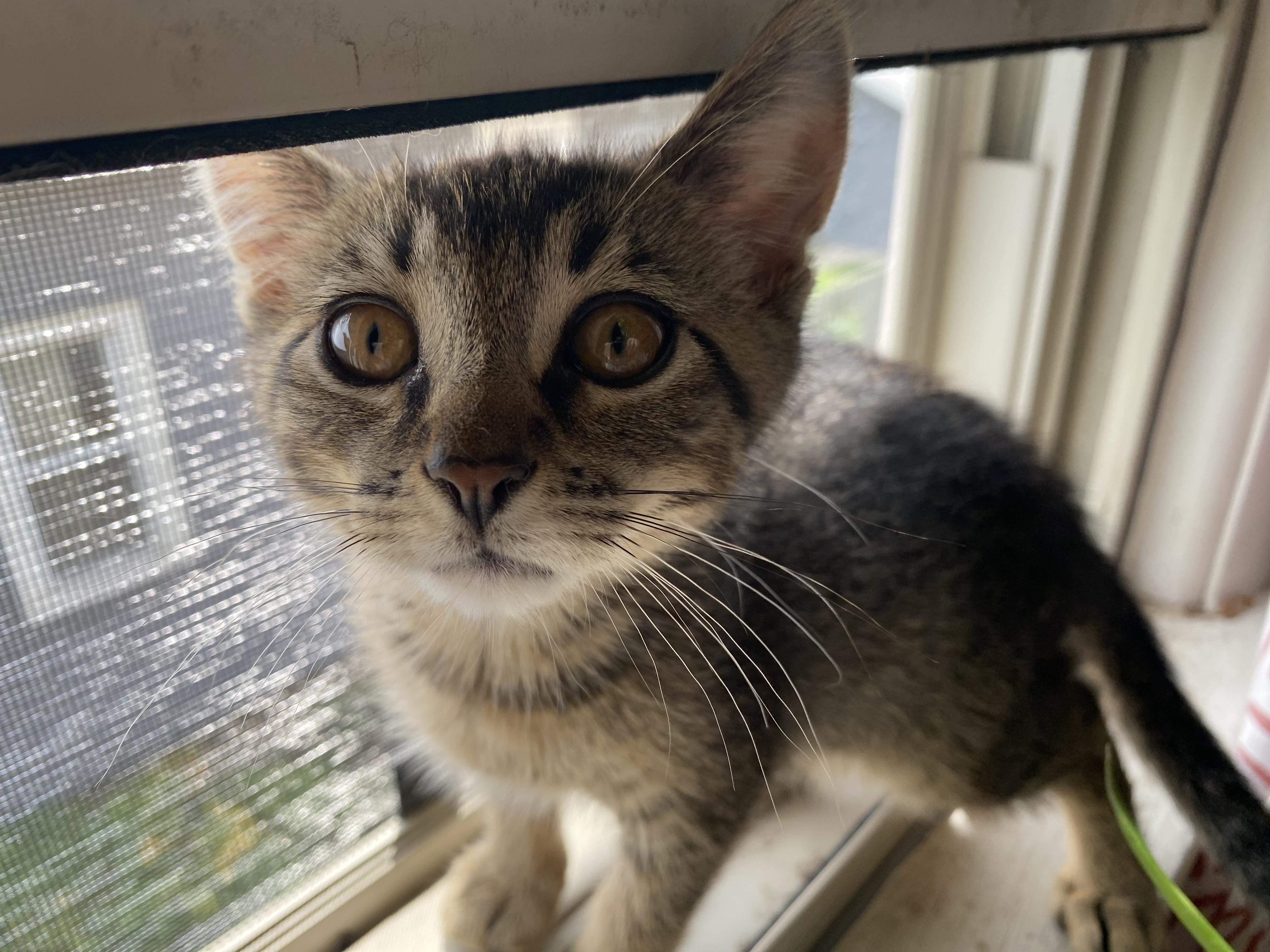 Runt
