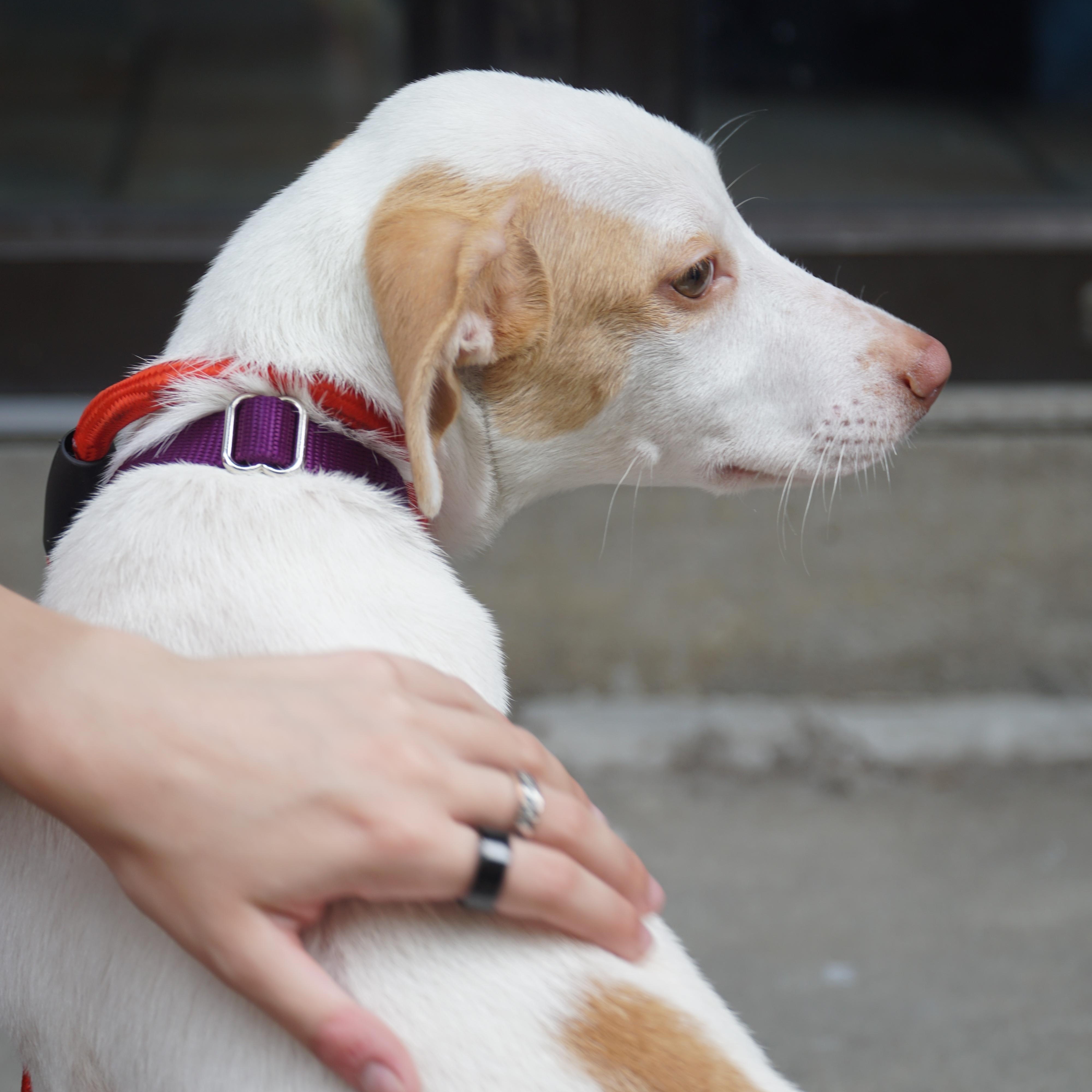 Primrose, a ADOPTABLE mixed breed in New York, NY image 2/4