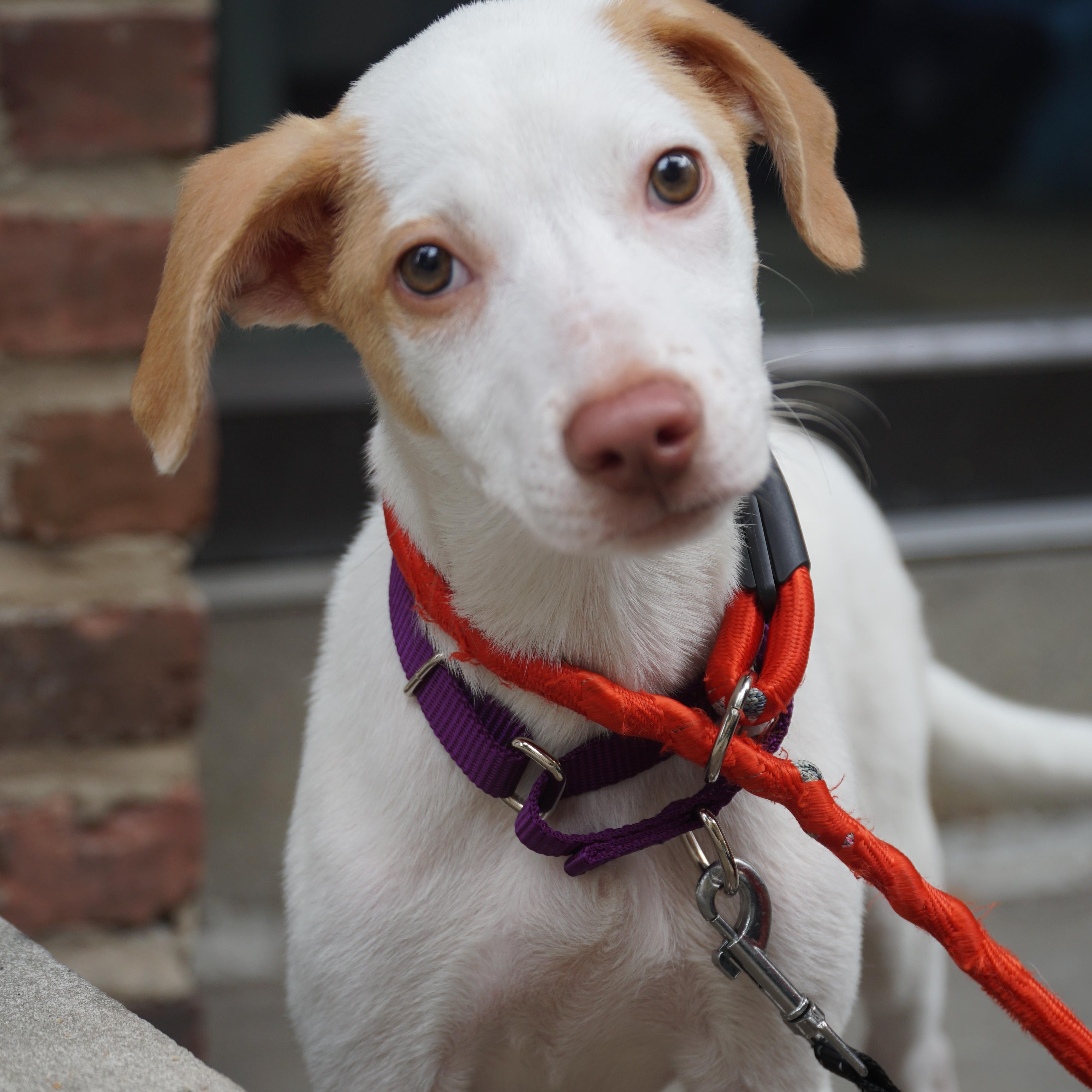Primrose, a ADOPTABLE mixed breed in New York, NY image 1/4