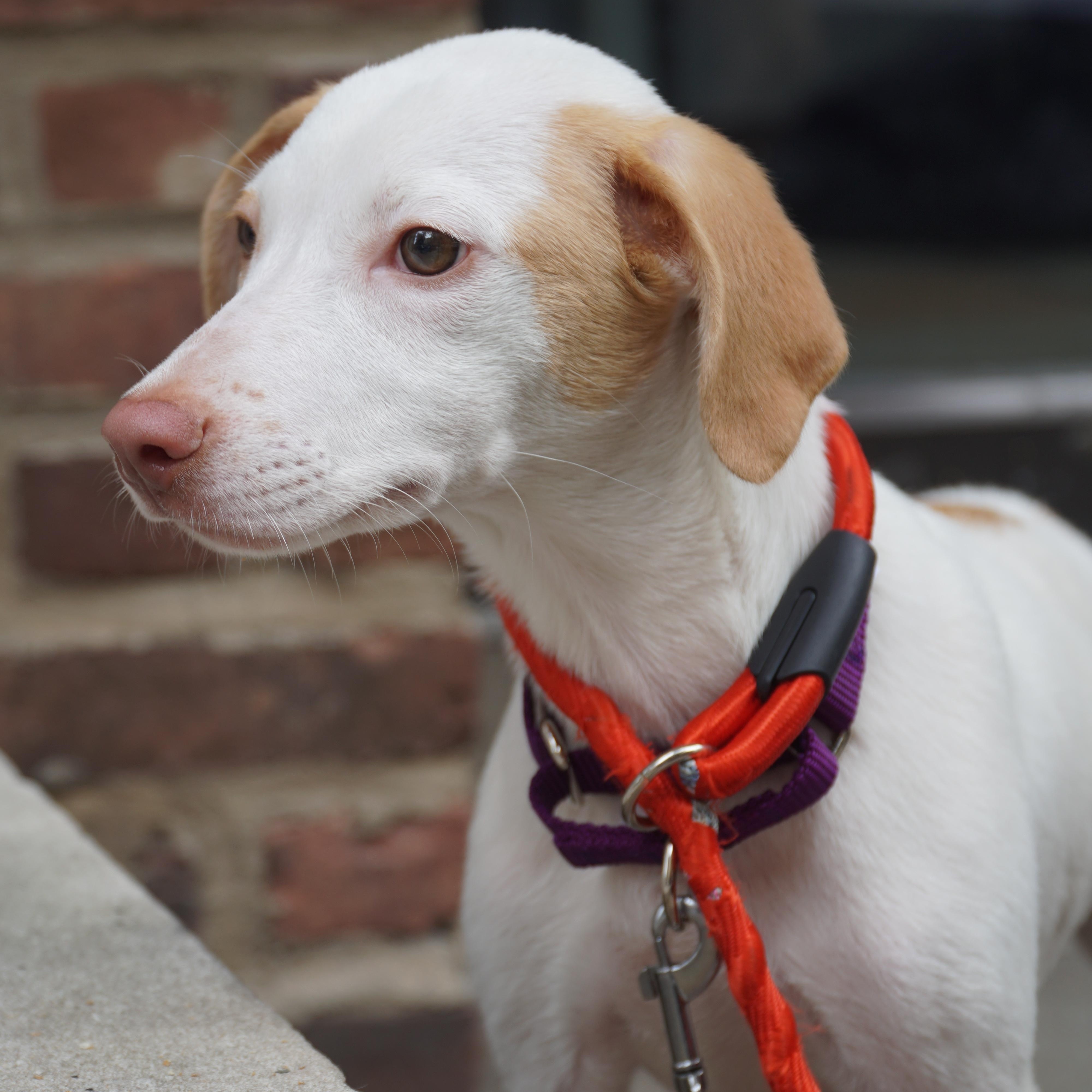 Primrose, a ADOPTABLE mixed breed in New York, NY image 4/4