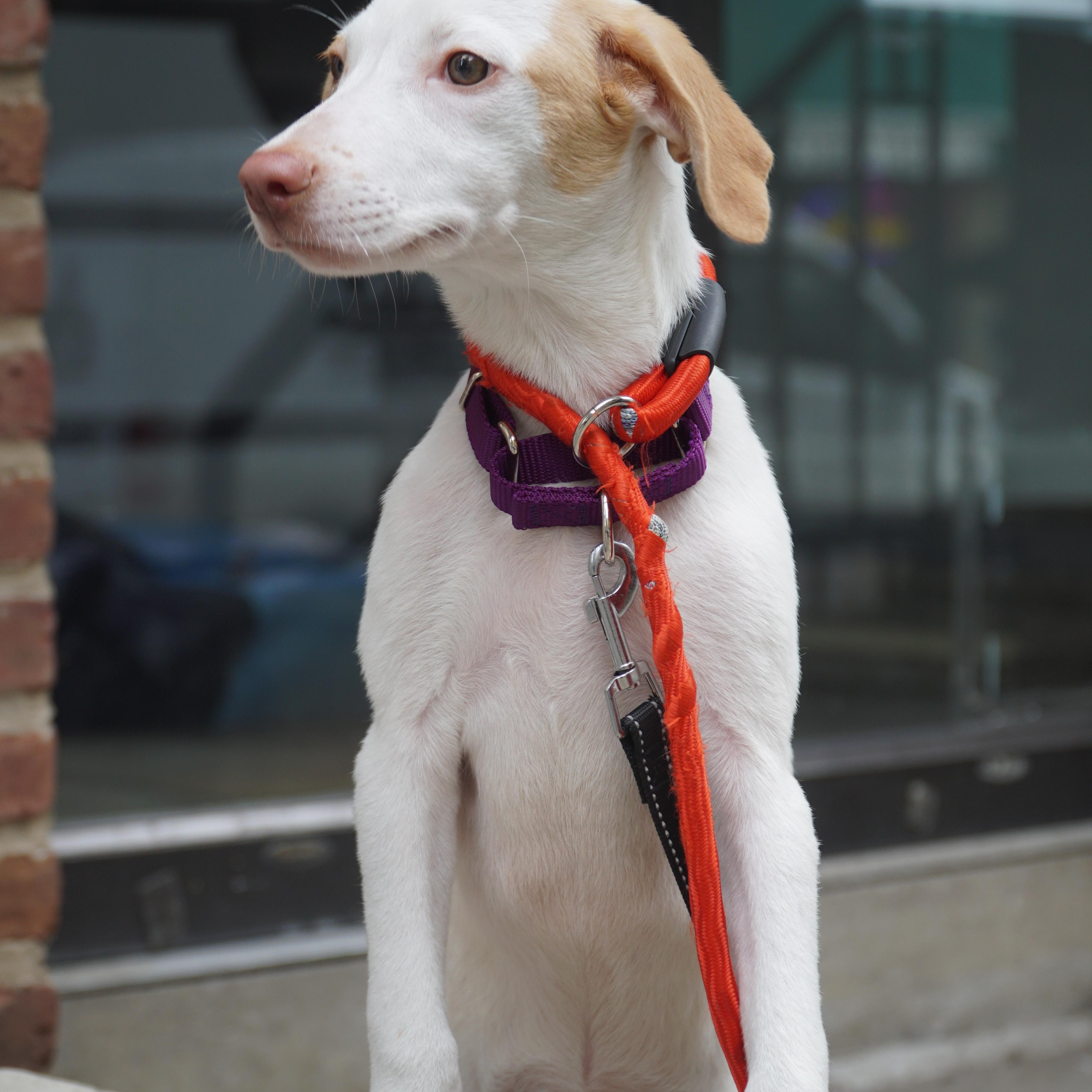 Primrose, a ADOPTABLE mixed breed in New York, NY image 3/4