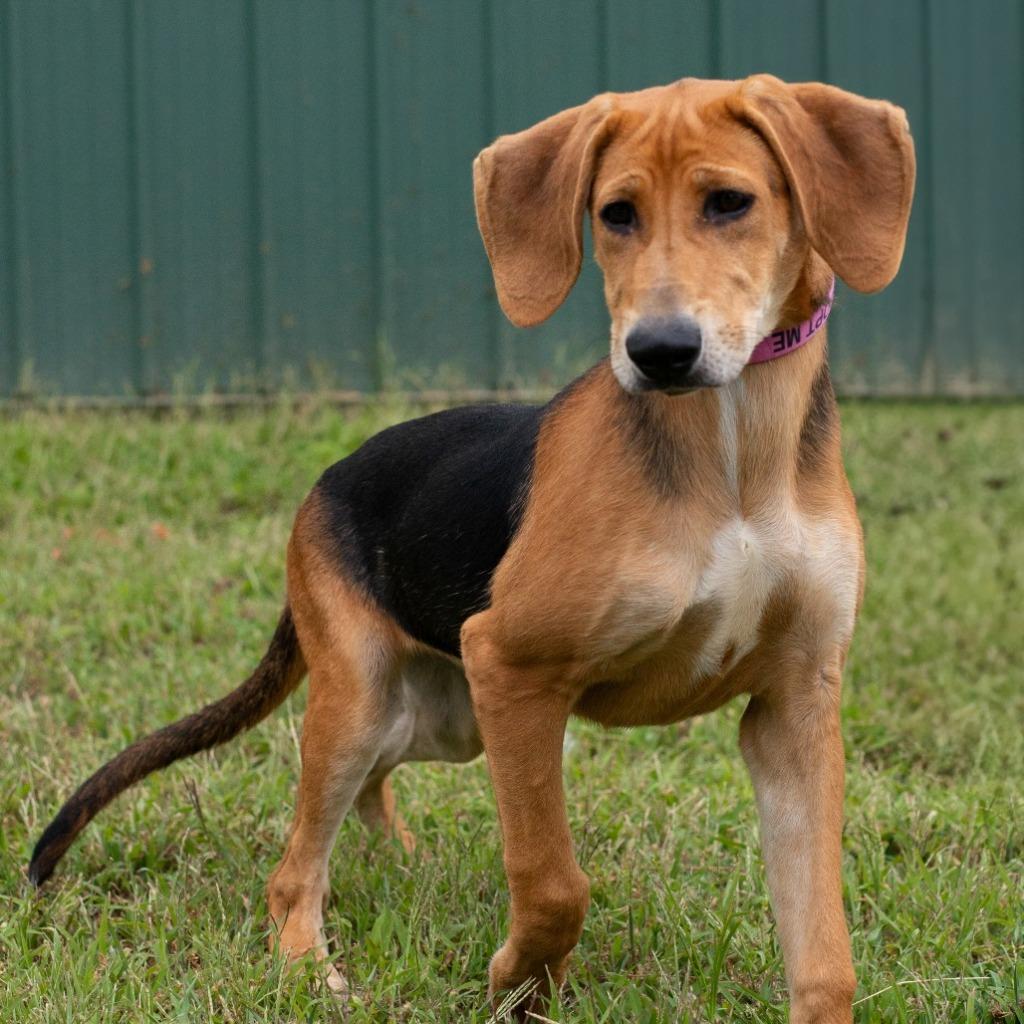 Enlarge Rue, a Adoptable Coonhound in Morgantown, KY image 1/1