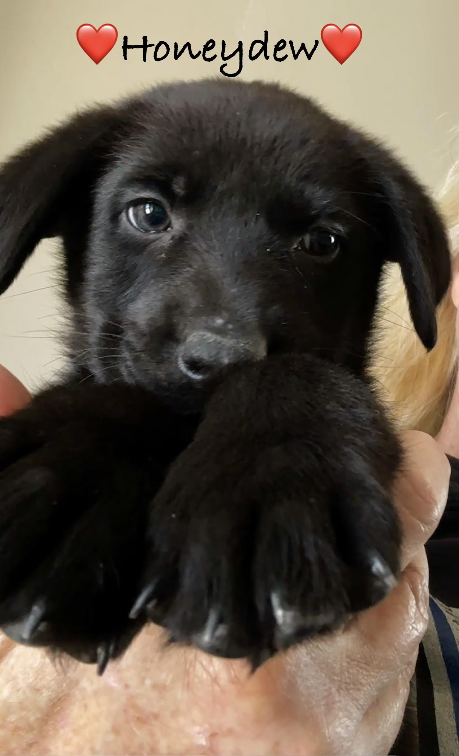 Enlarge Meet OPAL - OKLAHOMA 9, a Adoptable mixed breed in Eagle, ID image 4/6