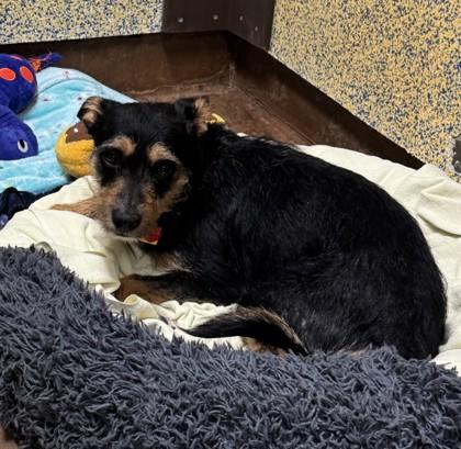 Enlarge Fritz, a ADOPTABLE Terrier in Stanwood, WA image 1/1