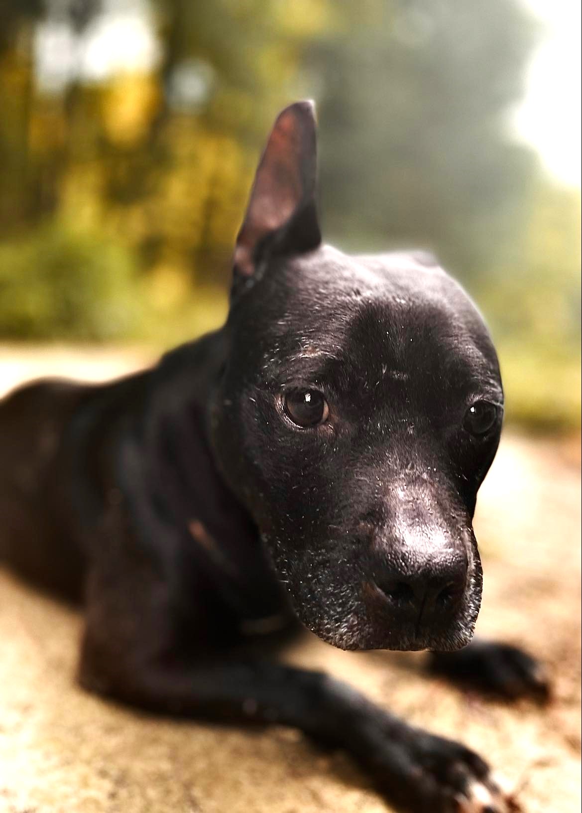 Jetta — thumbnail 2