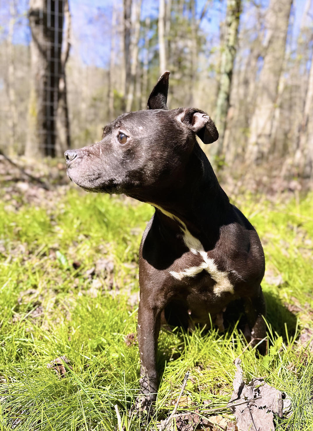 Enlarge Jetta, a Adoptable mixed breed in Wilmington, DE image 5/6