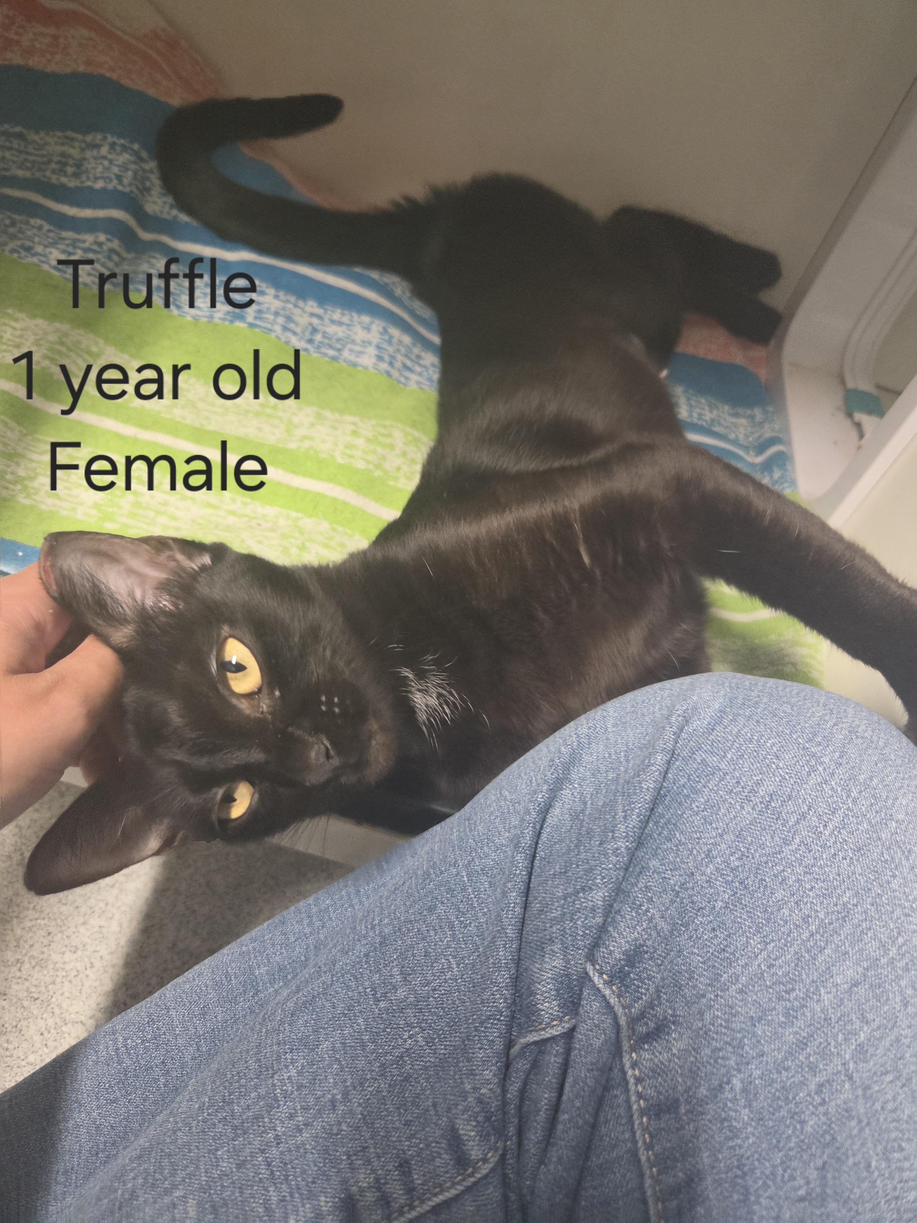 Enlarge Truffle, a Adopted Domestic Short Hair in Oklahoma City, OK image 1/4