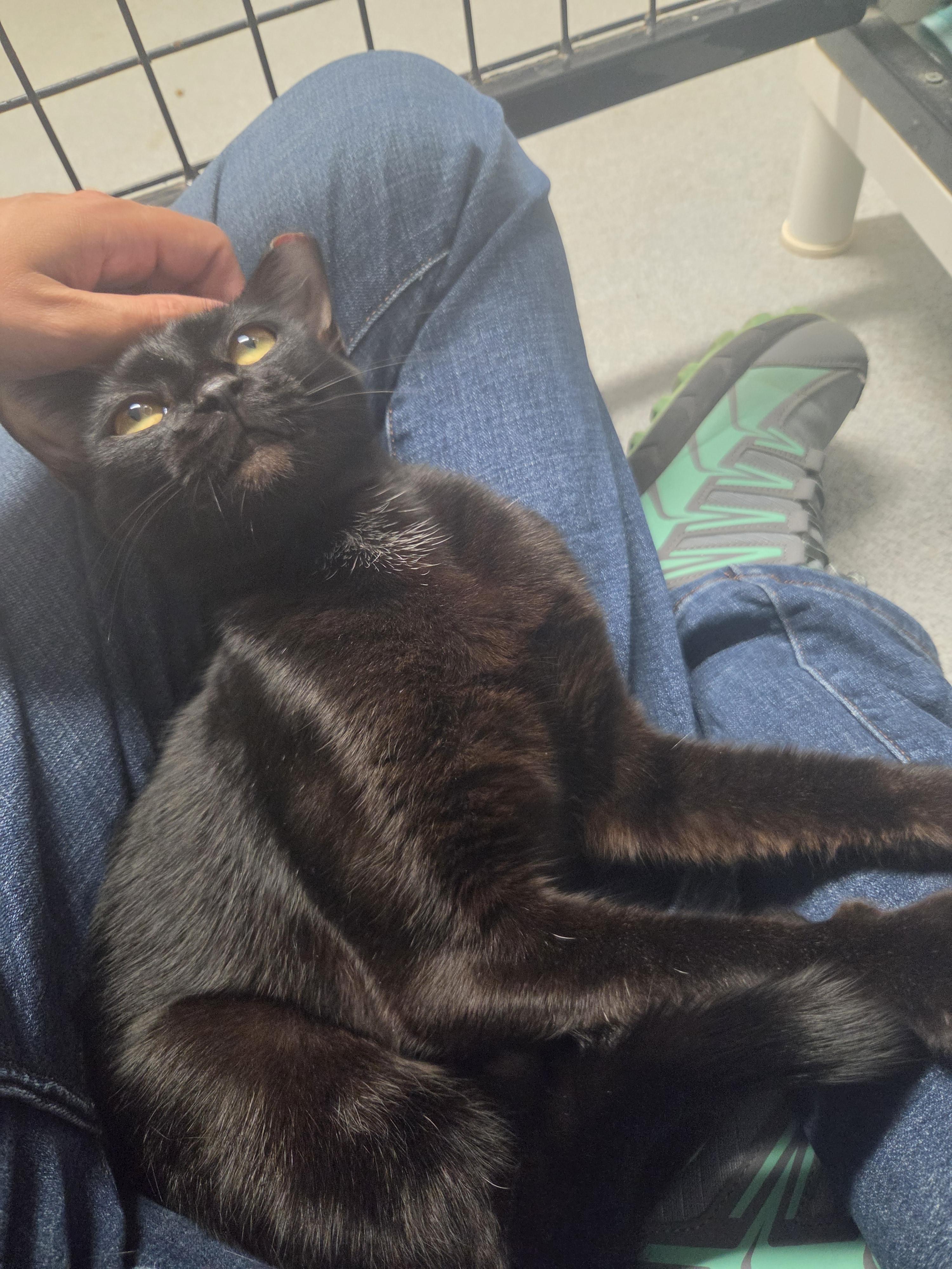 Enlarge Truffle, a Adopted Domestic Short Hair in Oklahoma City, OK image 3/4