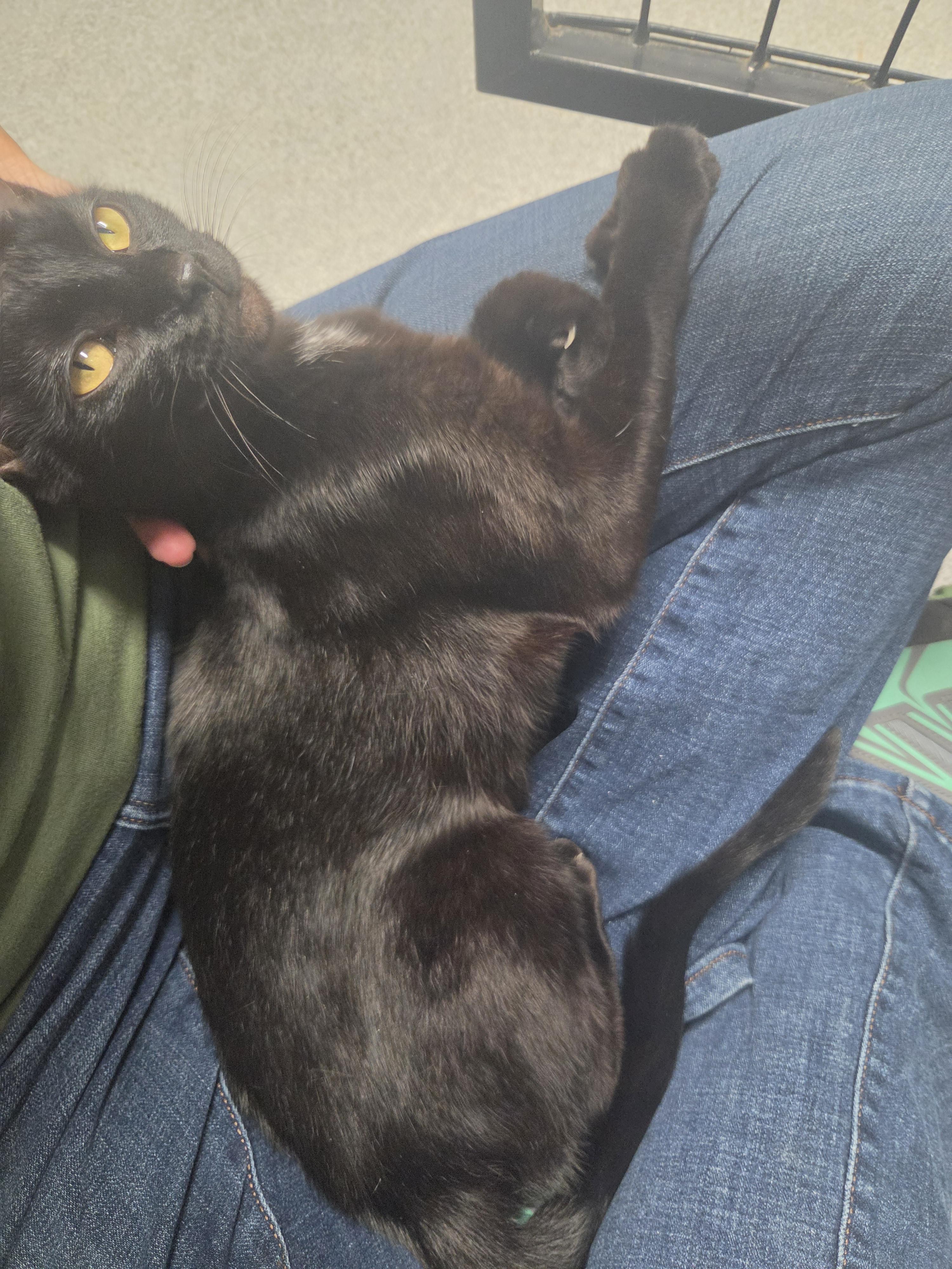 Enlarge Truffle, a Adopted Domestic Short Hair in Oklahoma City, OK image 4/4