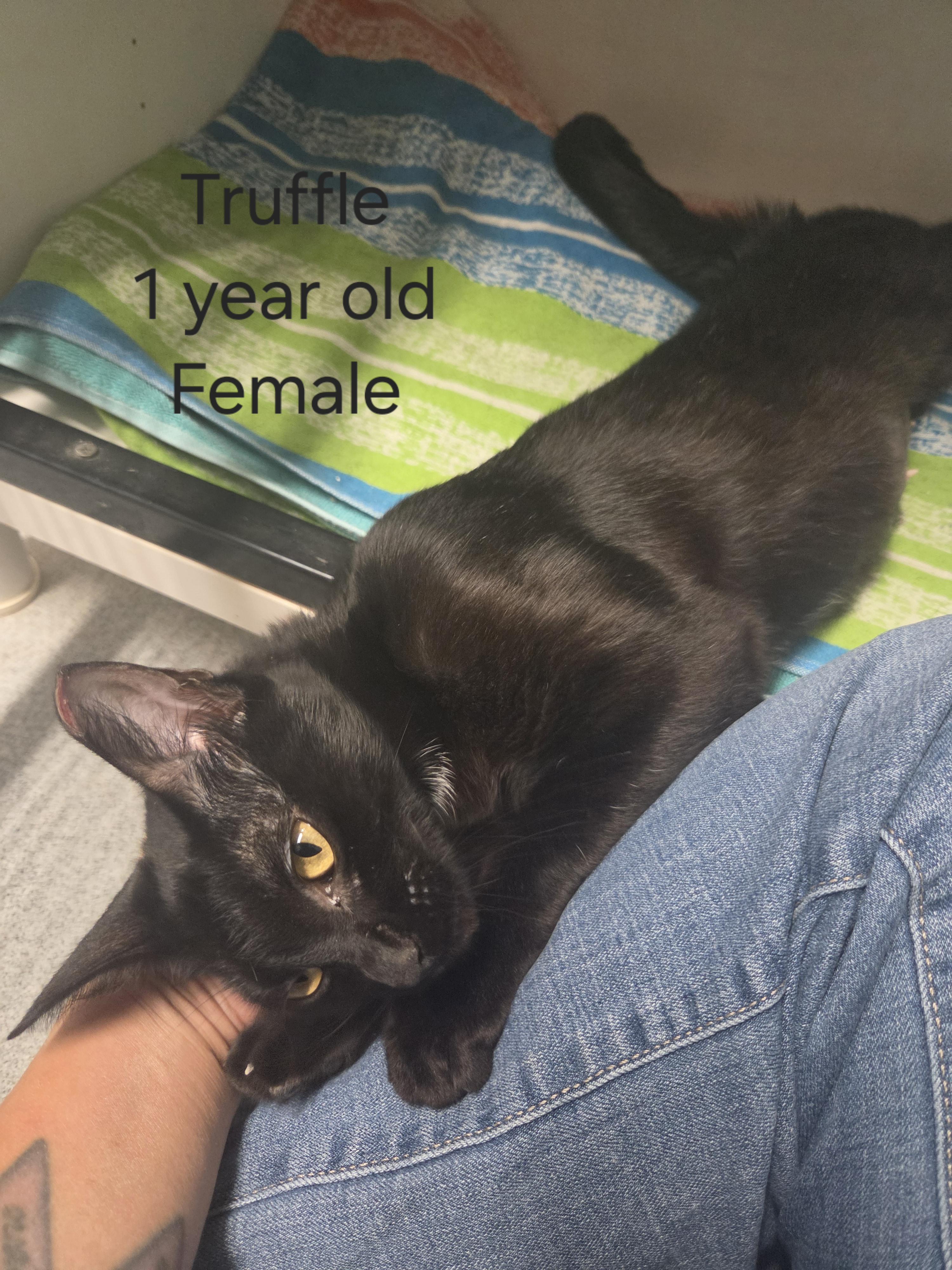 Enlarge Truffle, a Adopted Domestic Short Hair in Oklahoma City, OK image 2/4