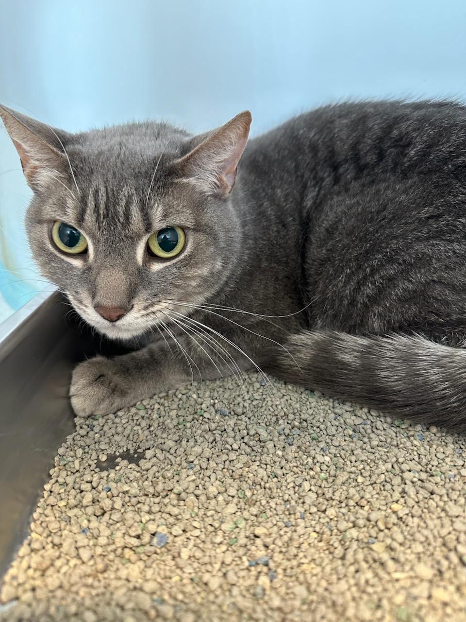 Merry (ID 24570/962), adoptable, Adult Female Domestic Short Hair.
