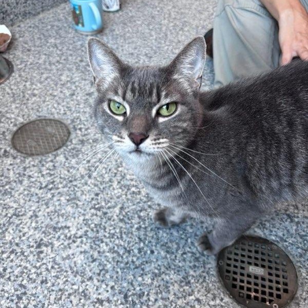 Merry (ID 24570/962), adoptable, Adult Female Domestic Short Hair.