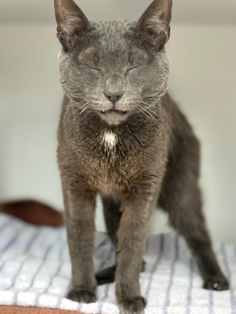 Enlarge Oliver, a Adoptable Domestic Short Hair in Quincy, MA image 4/4