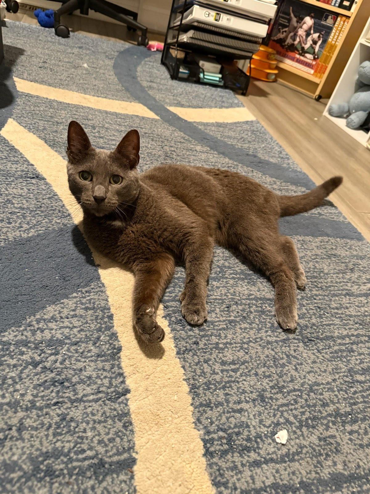 Enlarge Oliver, a Adoptable Domestic Short Hair in Quincy, MA image 2/4